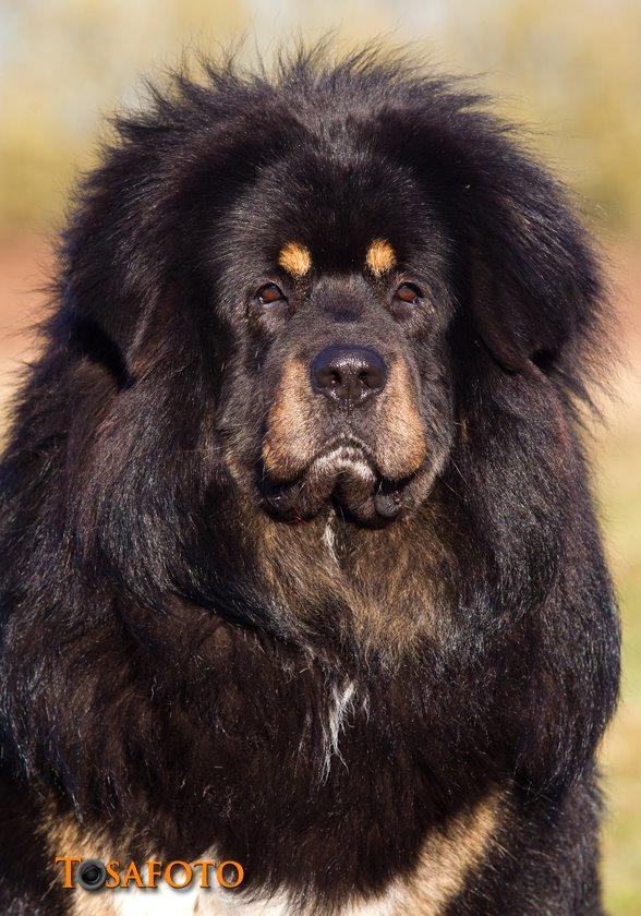 Tibetansk mastiff Ozzy billede 2