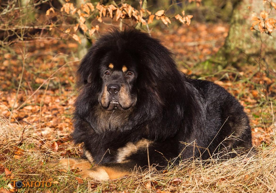 Tibetansk mastiff Ozzy billede 3