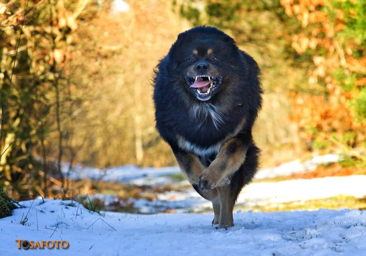 Tibetansk mastiff Ozzy billede 4