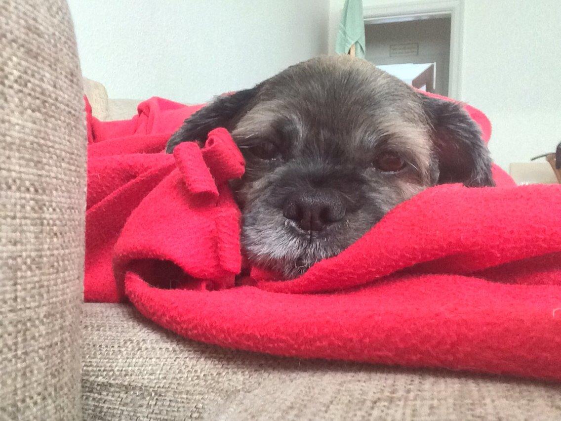 Lhasa apso Albert billede 2