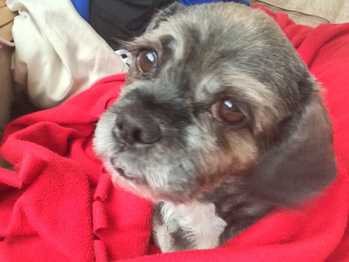 Lhasa apso Albert billede 1