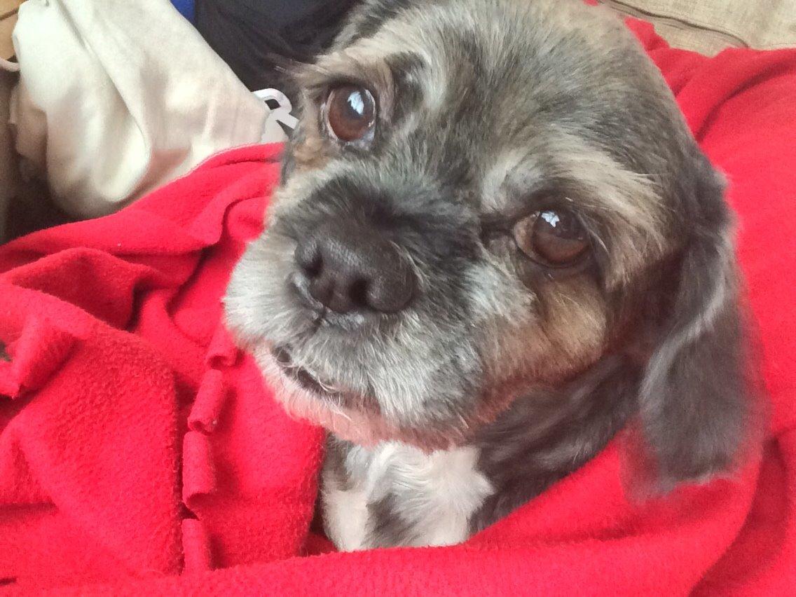 Lhasa apso Albert billede 3