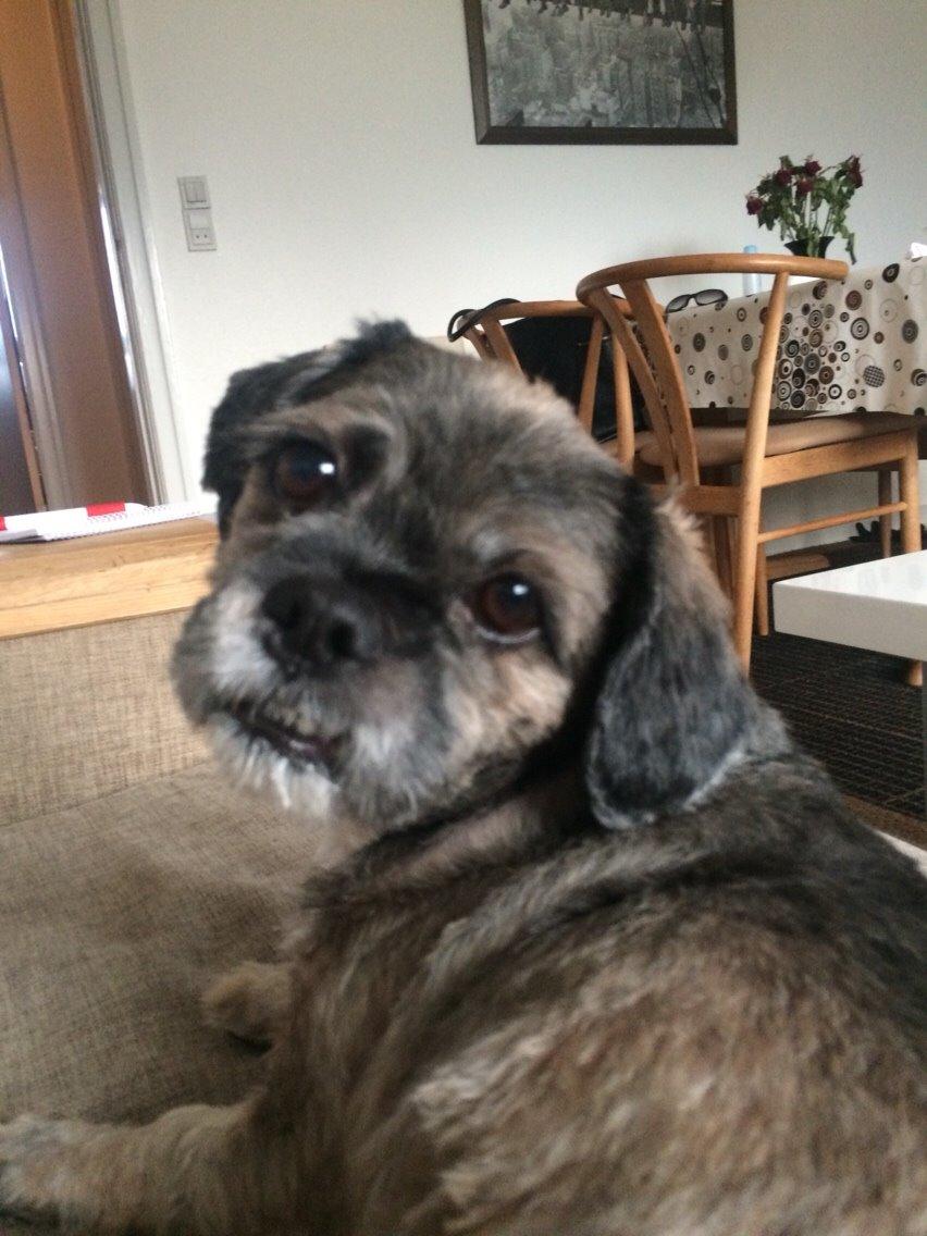 Lhasa apso Albert billede 4