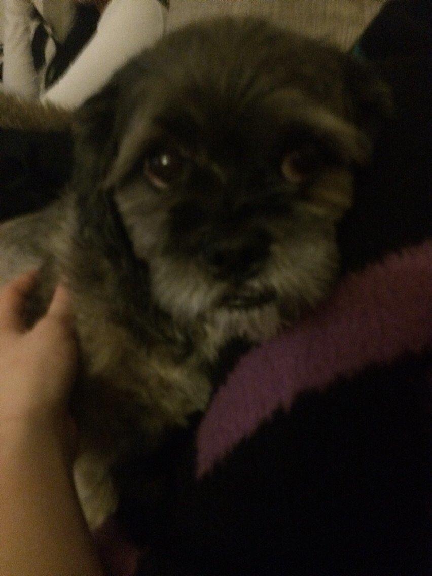 Lhasa apso Albert billede 5