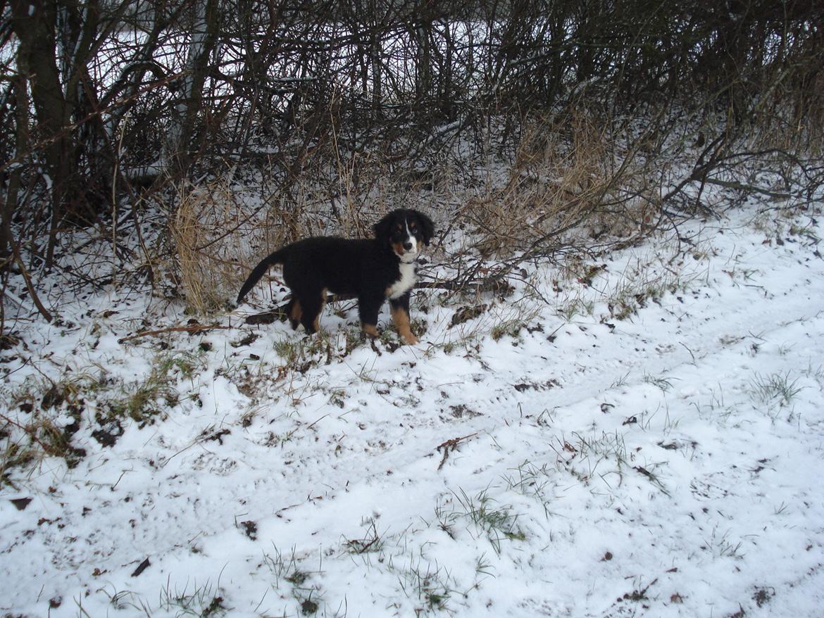 Berner sennenhund Emmelie. billede 7