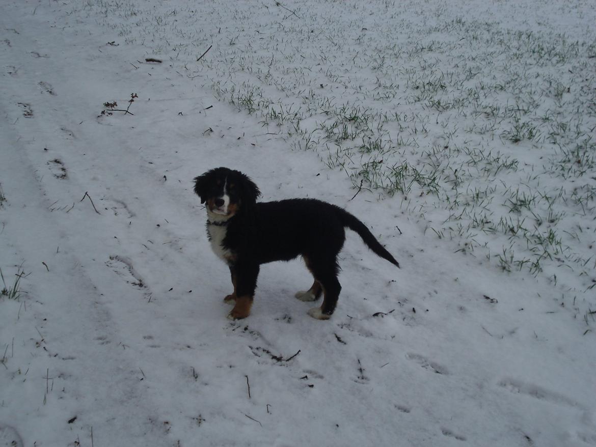 Berner sennenhund Emmelie. billede 9