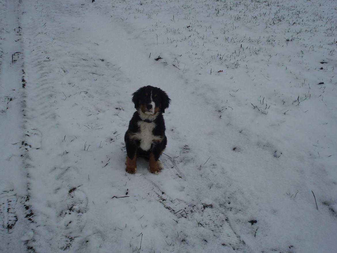 Berner sennenhund Emmelie. billede 8