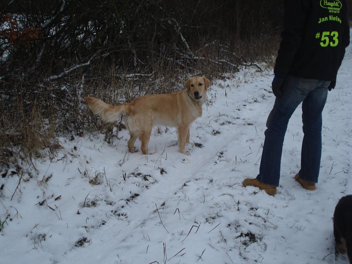 Golden retriever Maggie billede 14