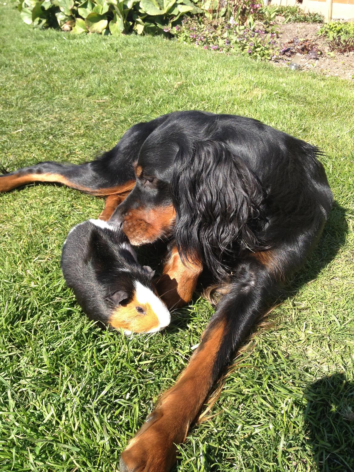 Gordon setter Freja billede 16