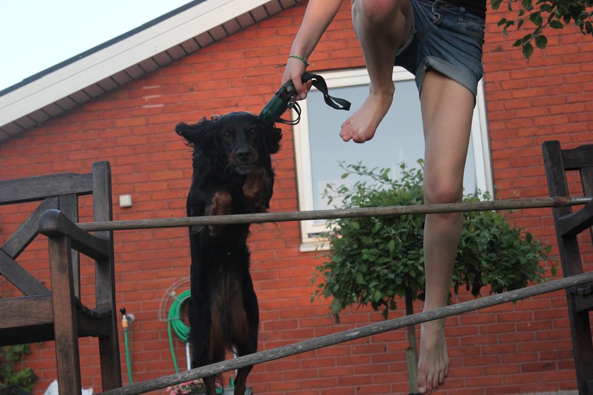 Gordon setter Freja billede 2