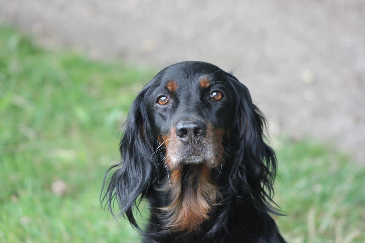 Gordon setter Freja billede 4