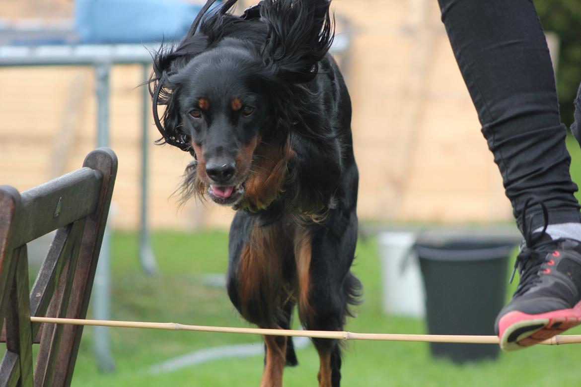 Gordon setter Freja billede 5
