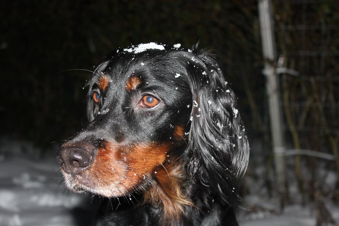 Gordon setter Freja billede 6