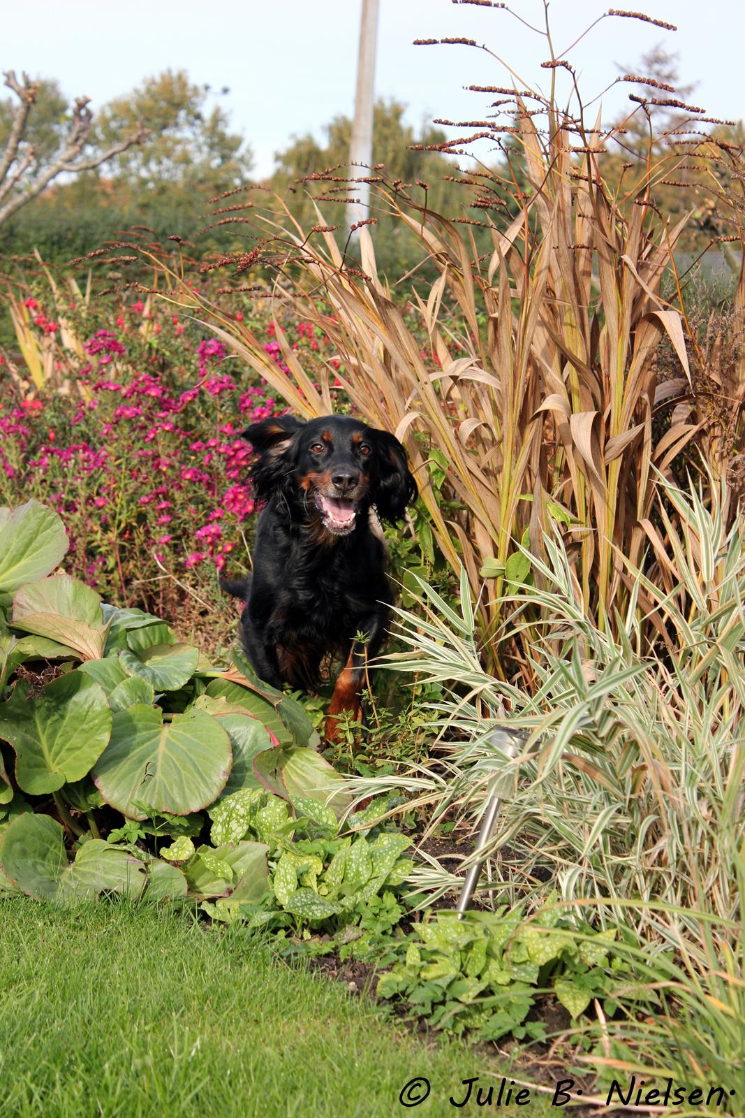 Gordon setter Freja billede 9