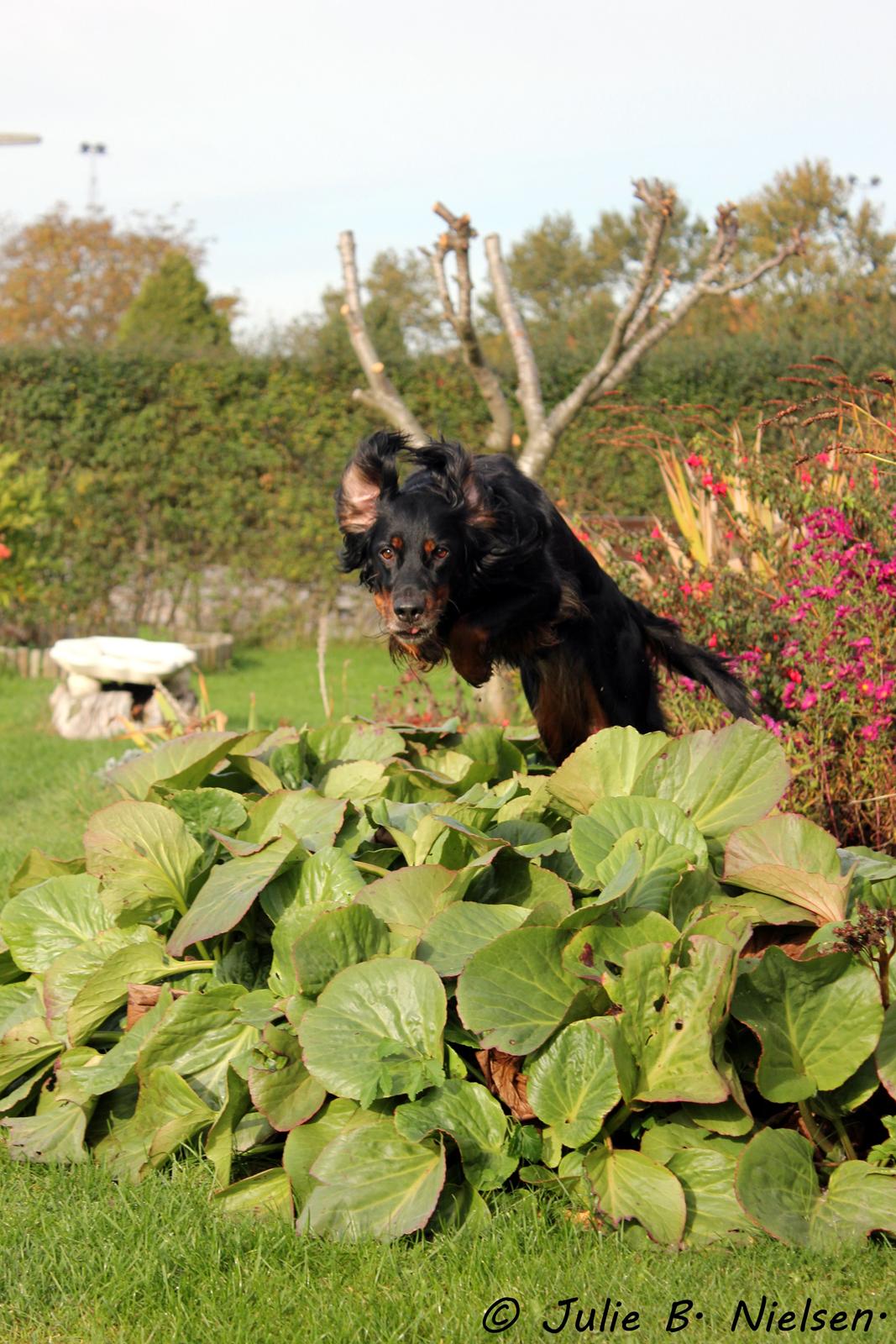 Gordon setter Freja billede 3