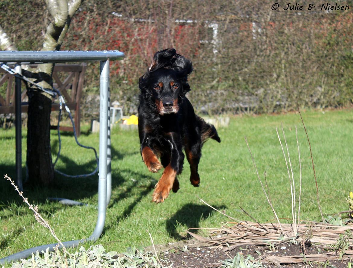 Gordon setter Freja billede 10