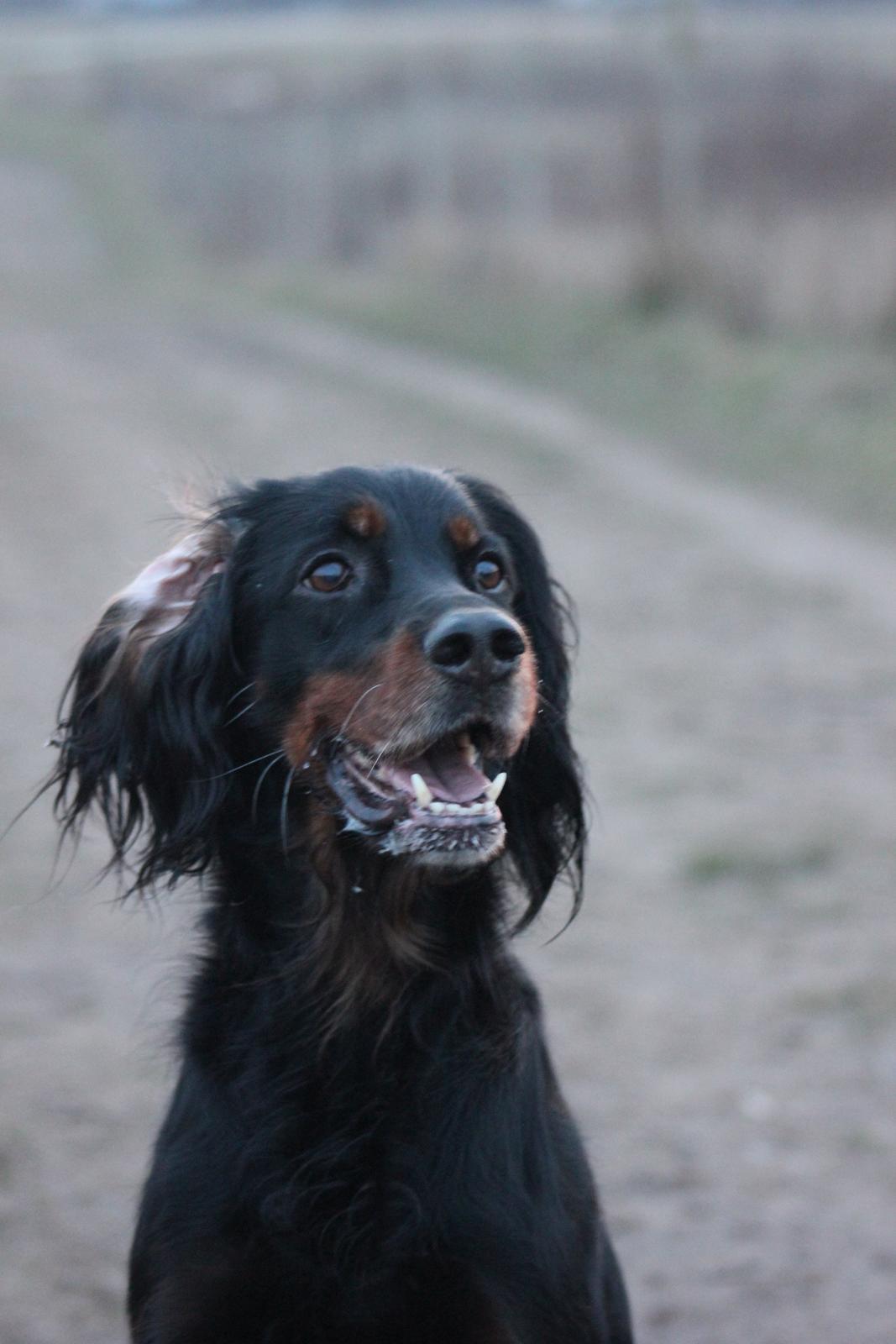 Gordon setter Freja billede 12