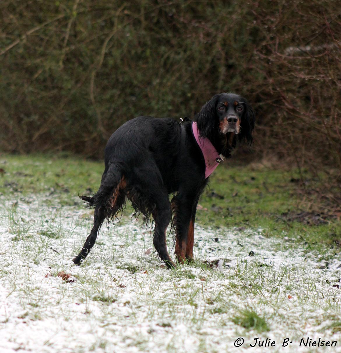 Gordon setter Freja billede 13