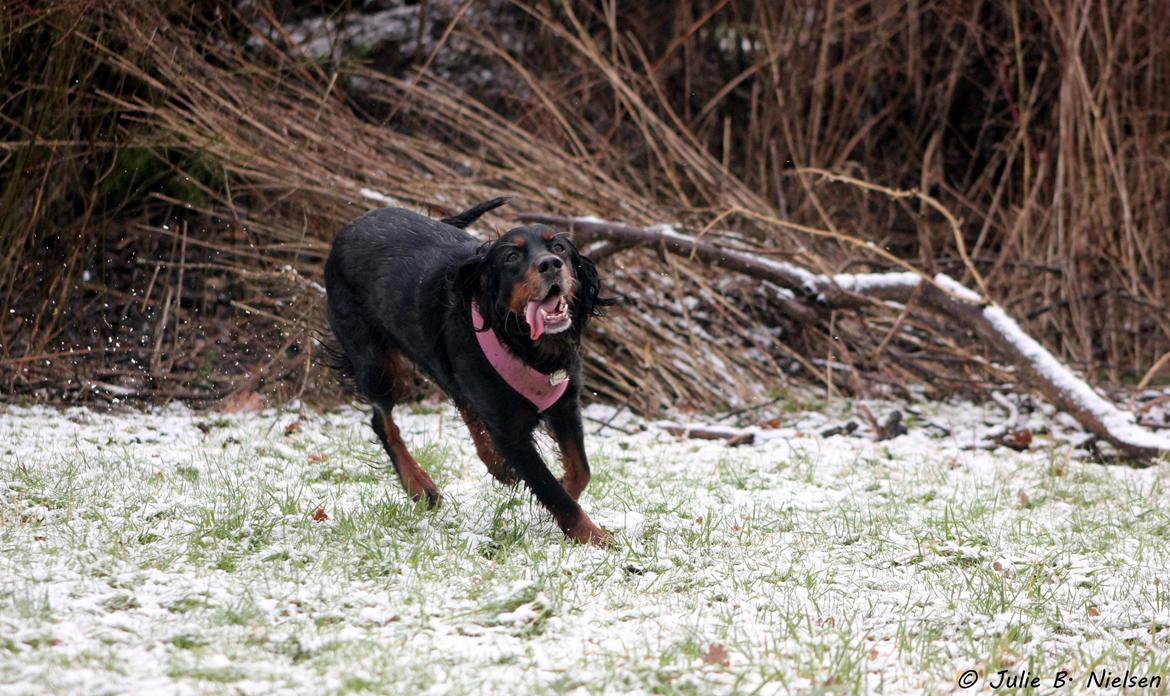 Gordon setter Freja - Billedet er taget af mig.  billede 7