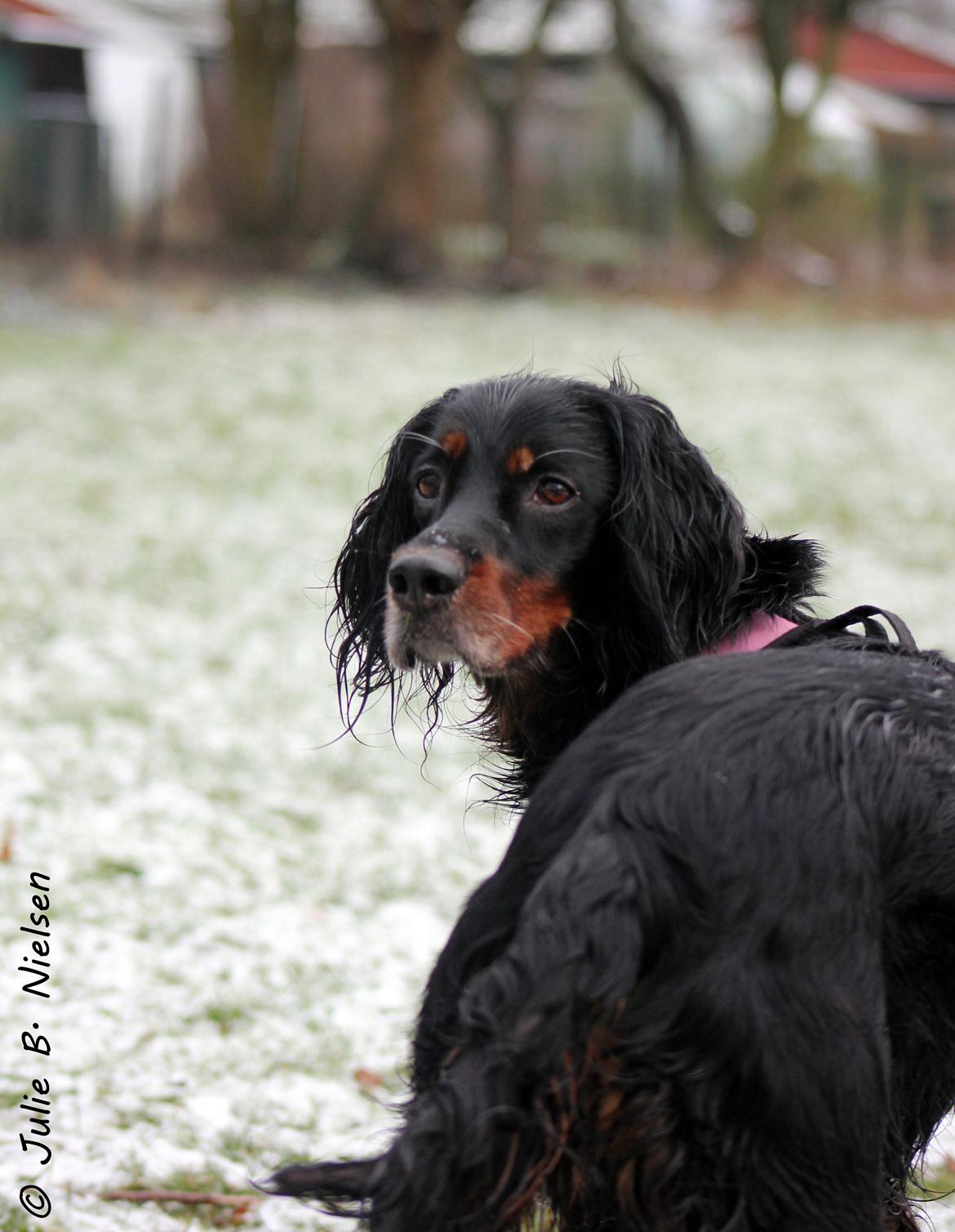 Gordon setter Freja billede 14