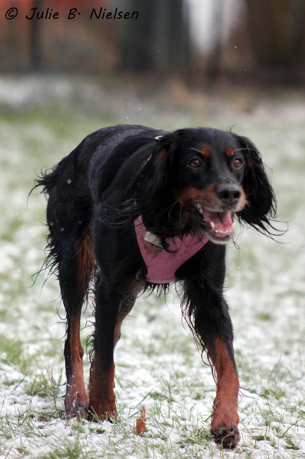 Gordon setter Freja billede 8