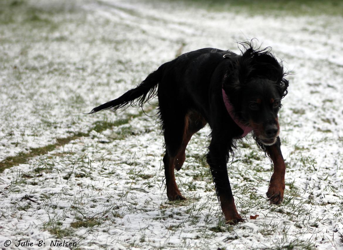 Gordon setter Freja billede 15