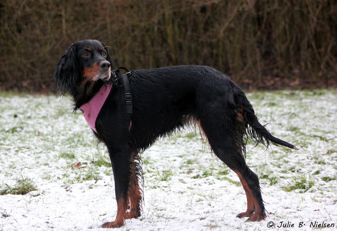 Gordon setter Freja billede 11