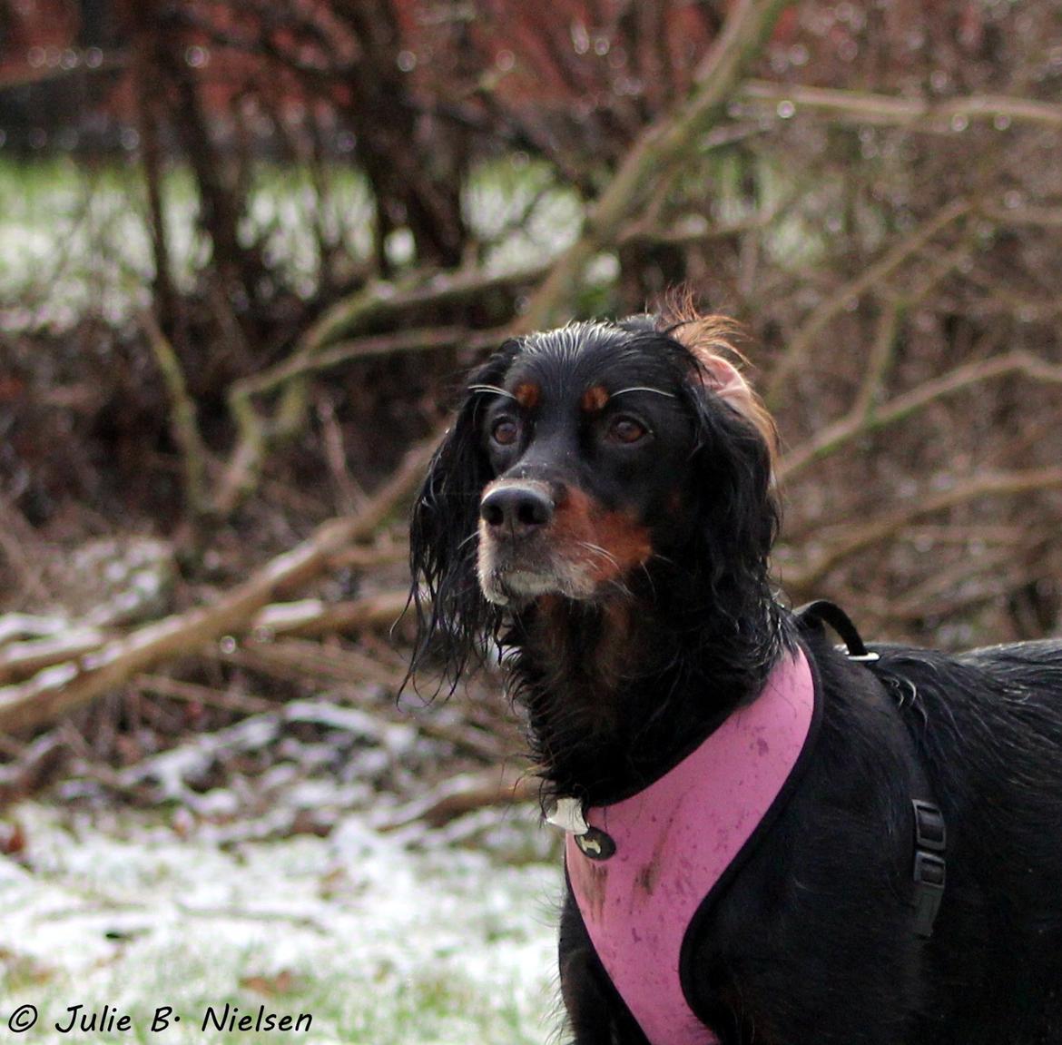 Gordon setter Freja billede 1