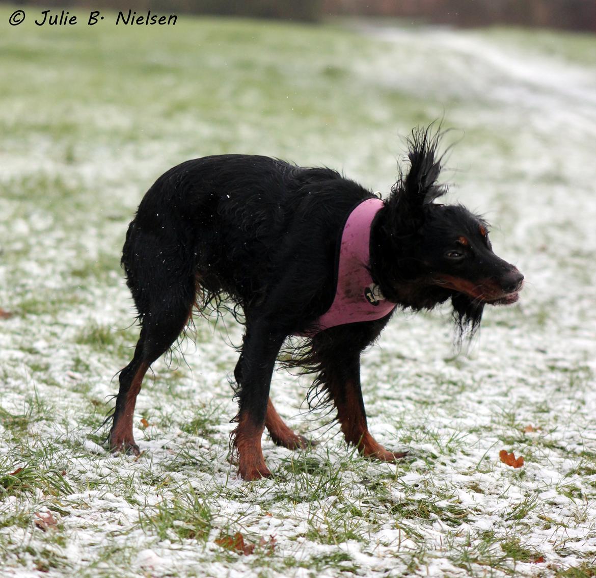 Gordon setter Freja billede 17