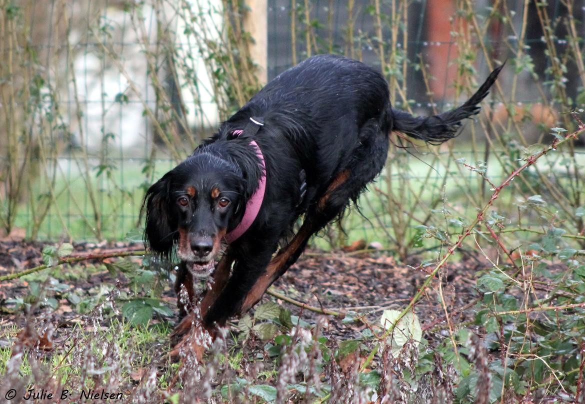 Gordon setter Freja billede 18