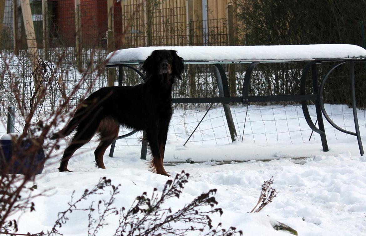 Gordon setter Freja billede 19