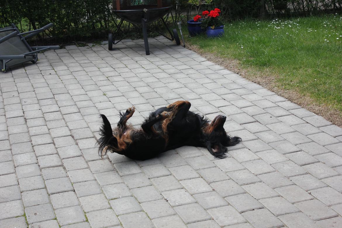 Gordon setter Freja billede 20