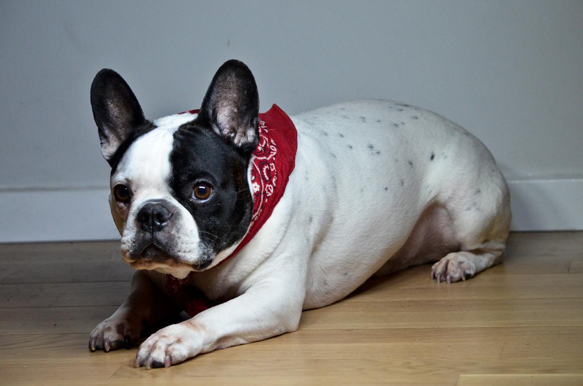 Fransk bulldog Tyson billede 9