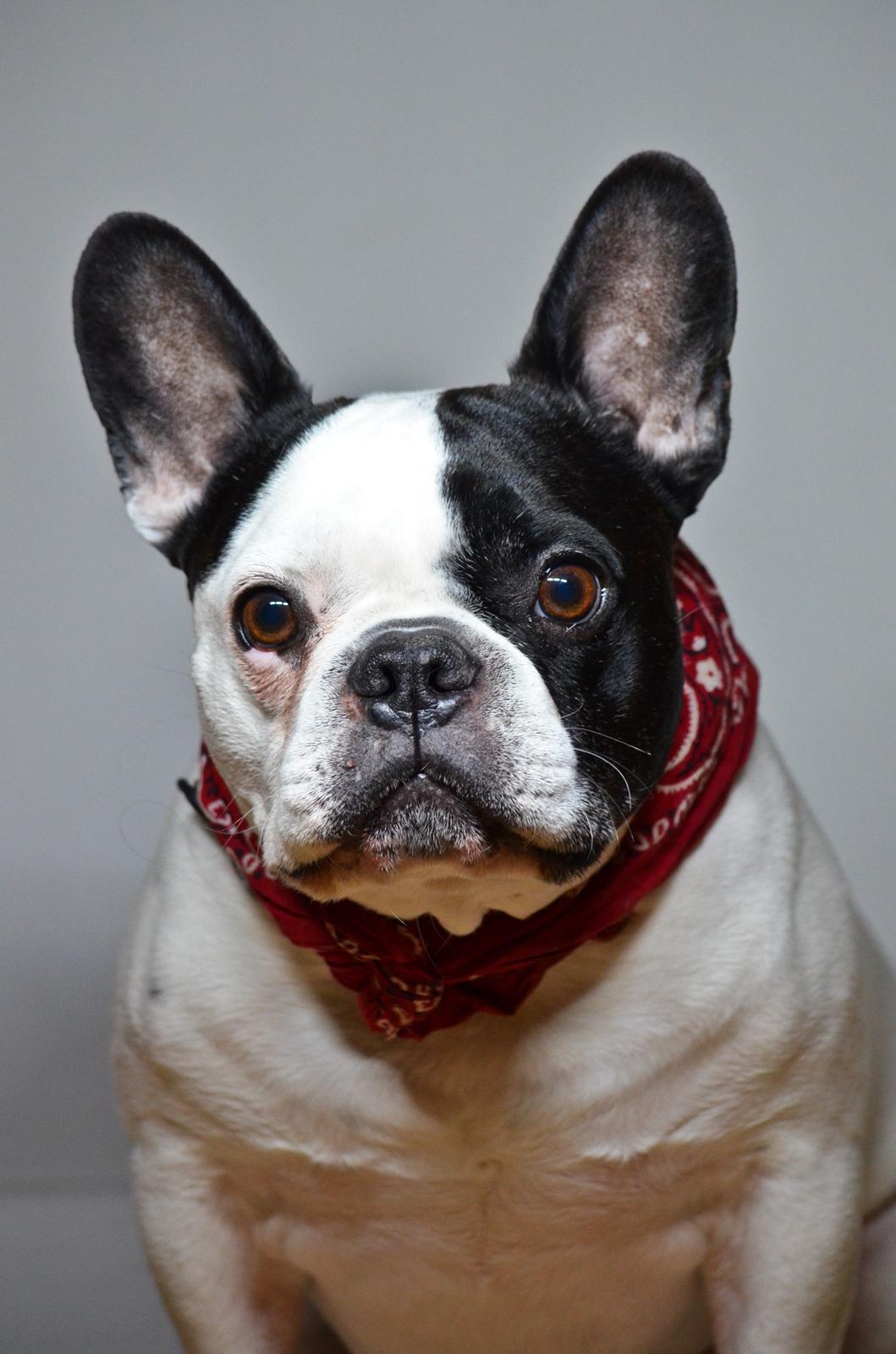 Fransk bulldog Tyson billede 1