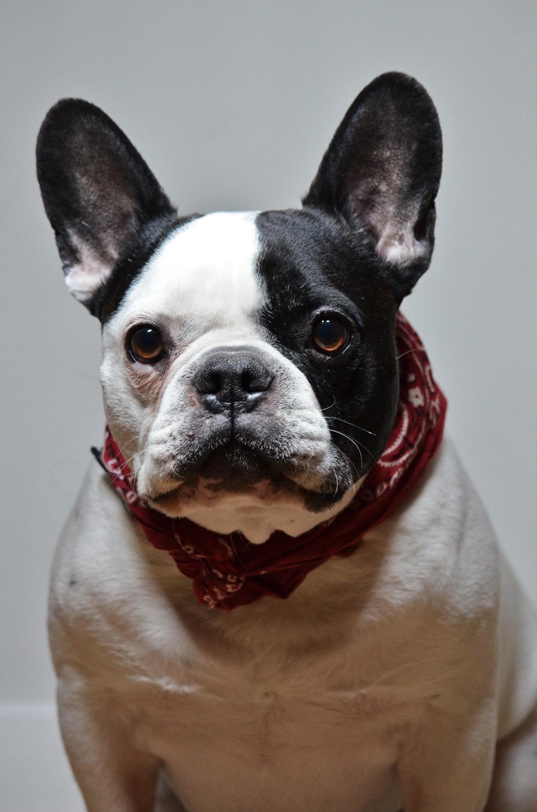 Fransk bulldog Tyson billede 6