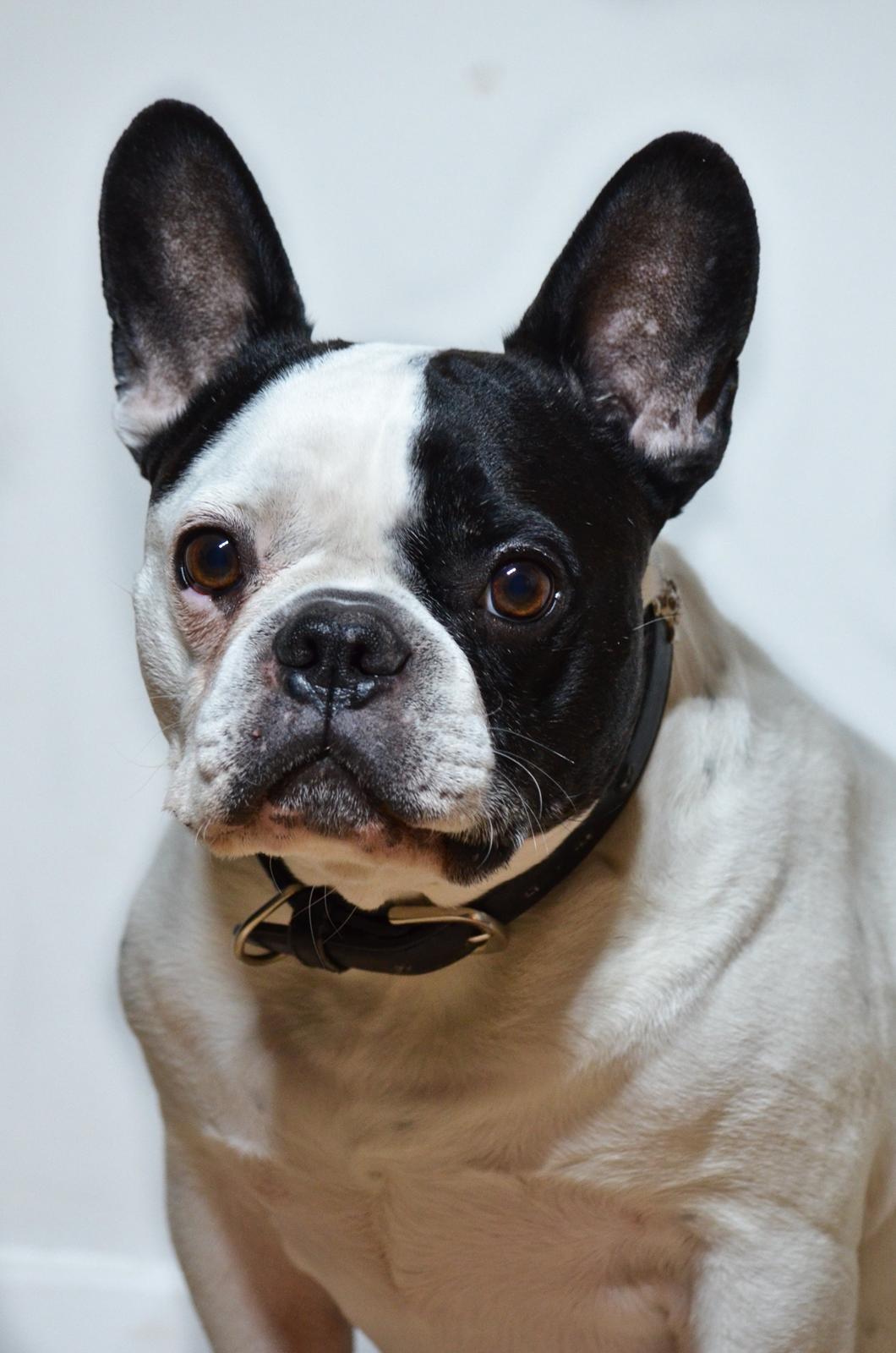 Fransk bulldog Tyson billede 4