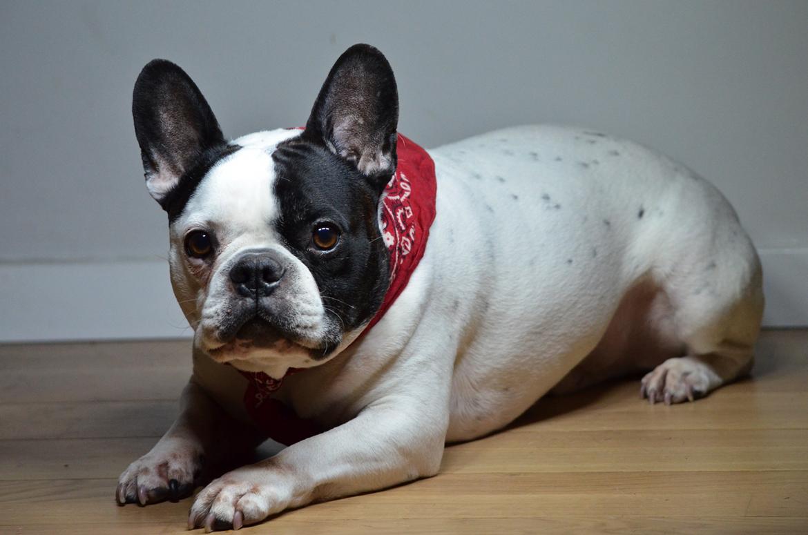 Fransk bulldog Tyson billede 3