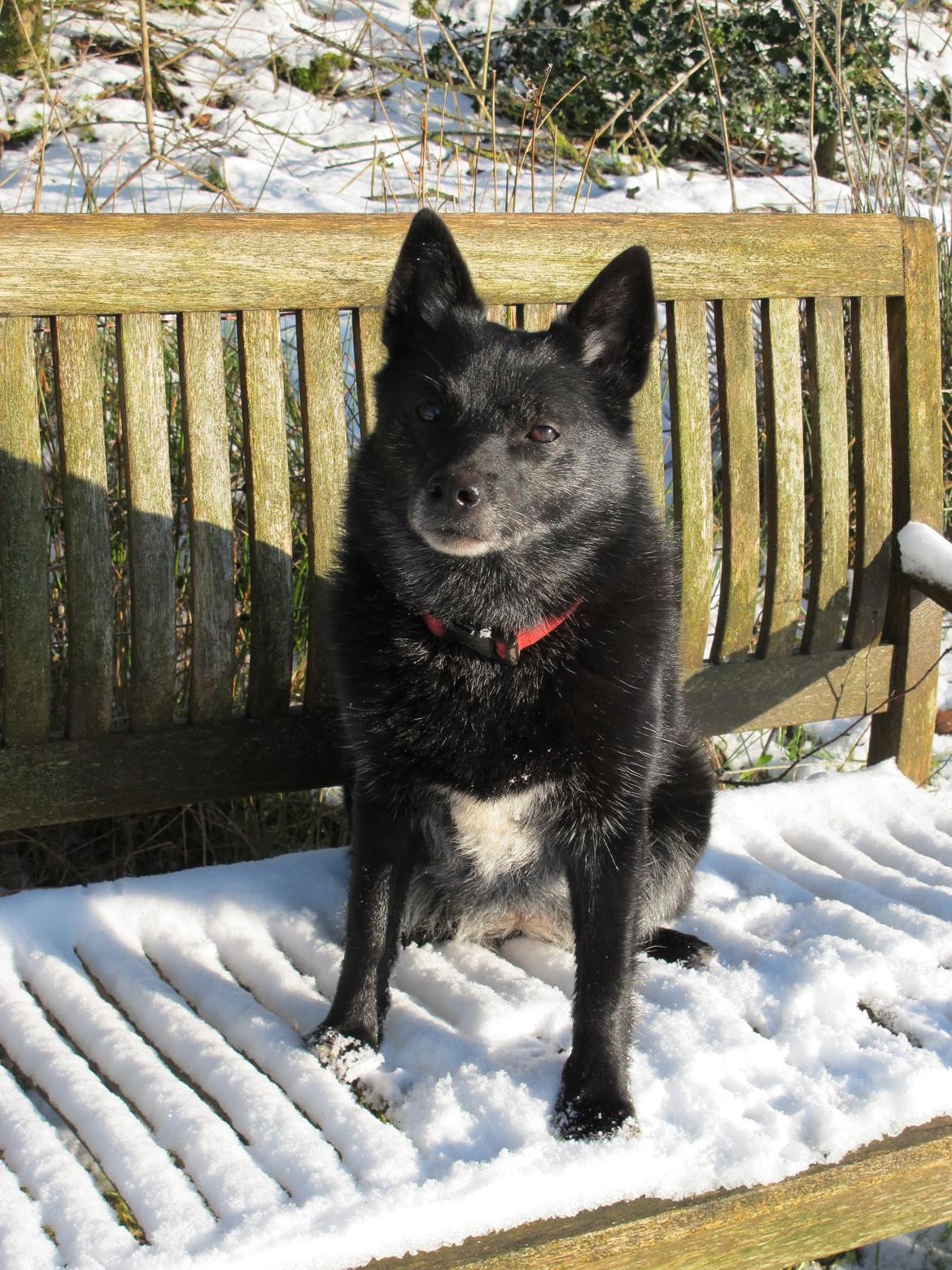 Norsk buhund Anti billede 1