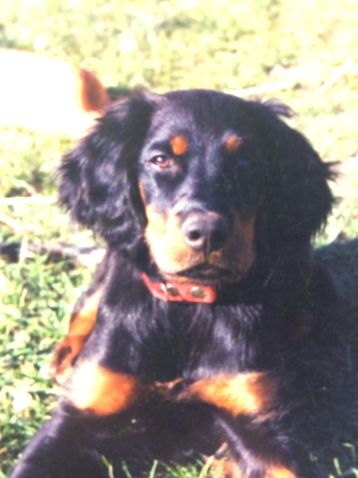 Gordon setter Freja billede 21
