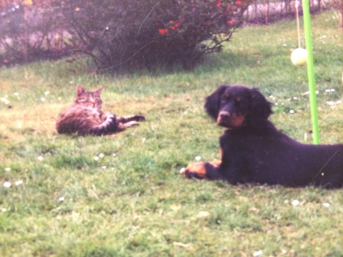Gordon setter Freja billede 22