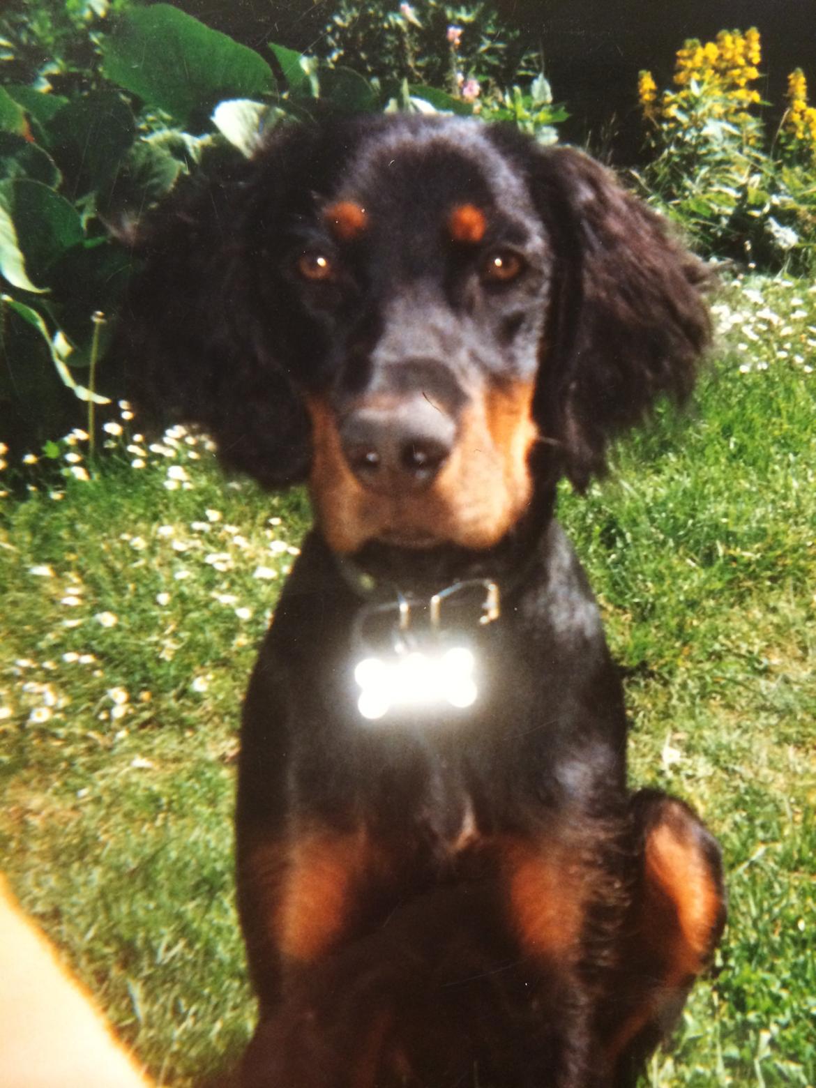 Gordon setter Freja billede 23