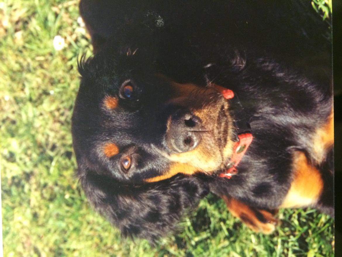 Gordon setter Freja billede 24