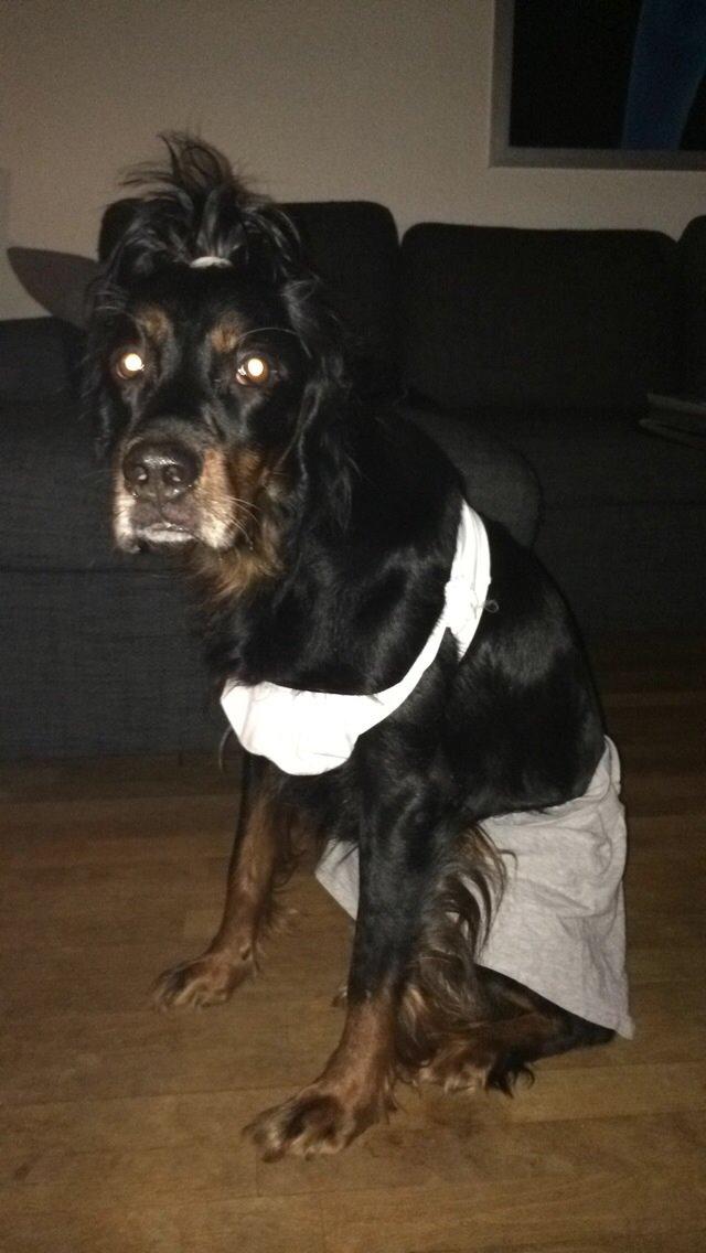 Gordon setter Freja billede 25