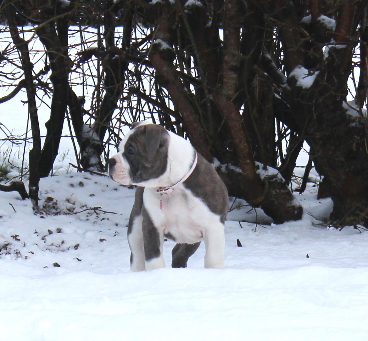 Olde english bulldogge DiamondBulls Anastasia aka "Åse" billede 12