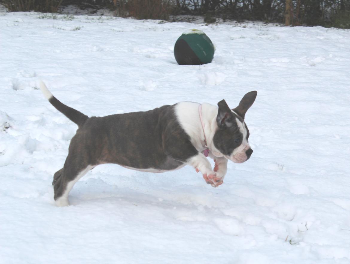 Olde english bulldogge DiamondBulls Anastasia aka "Åse" billede 13