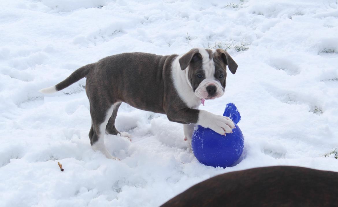 Olde english bulldogge DiamondBulls Anastasia aka "Åse" billede 10