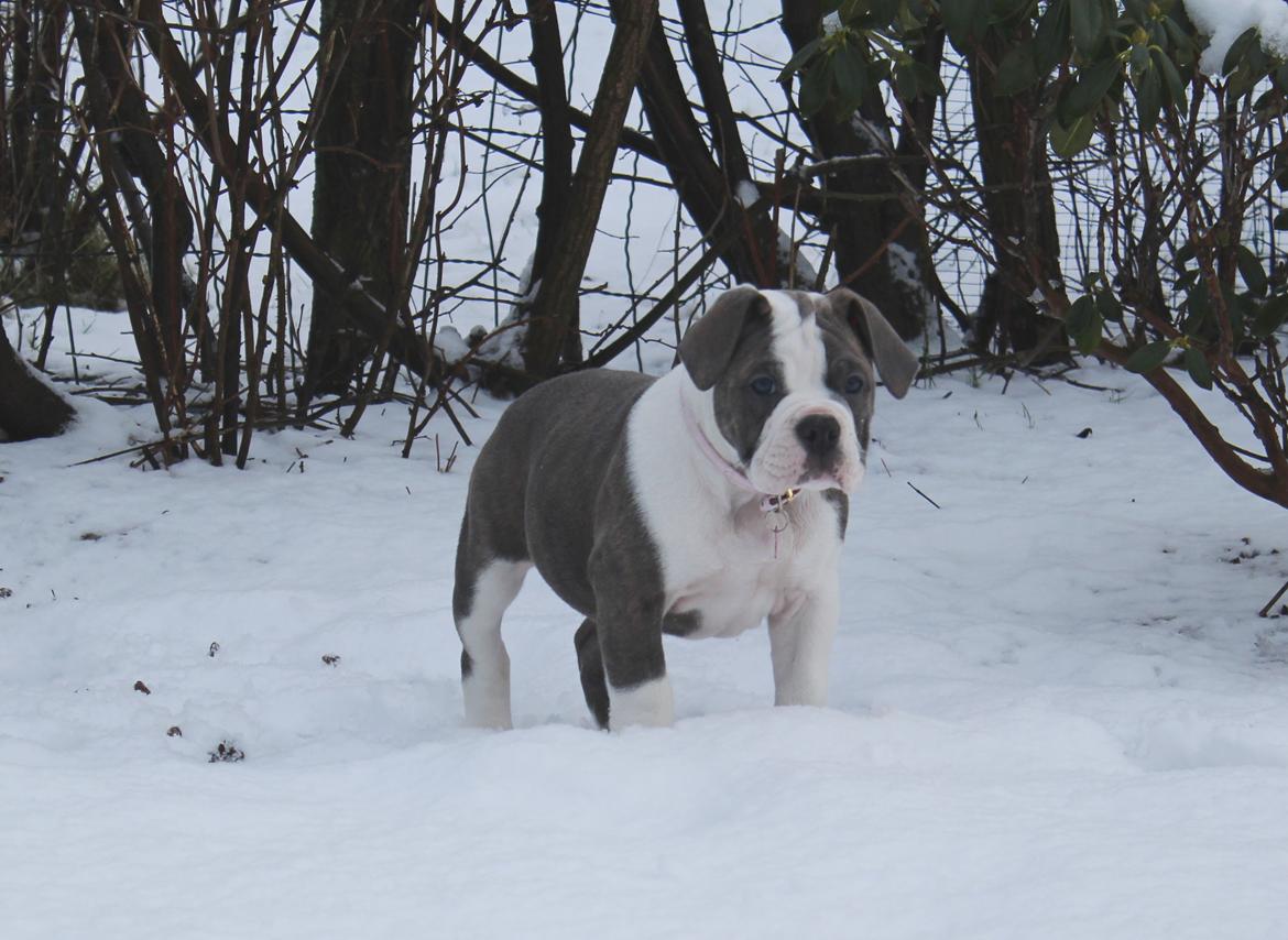 Olde english bulldogge DiamondBulls Anastasia aka "Åse" billede 11