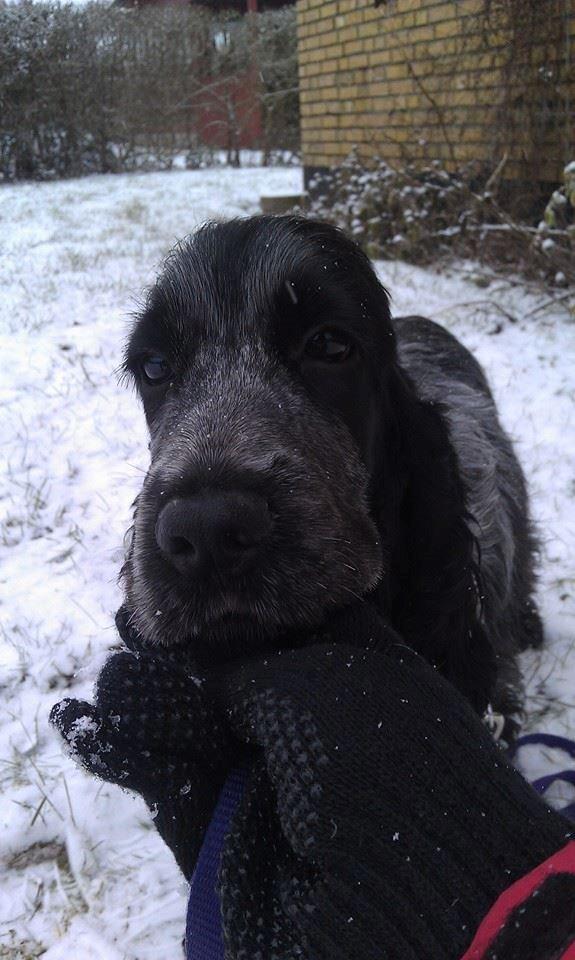 Cocker spaniel Sky billede 17