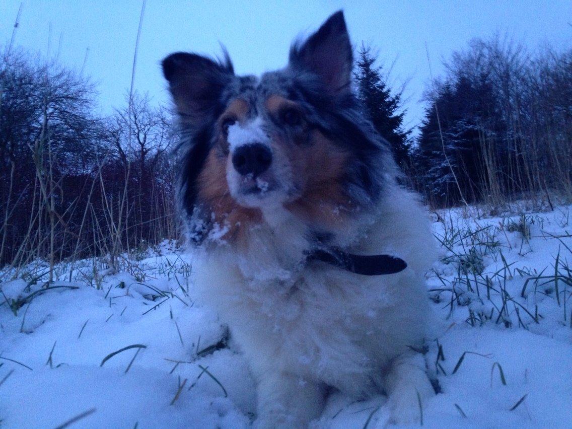 Shetland sheepdog Lassie billede 19