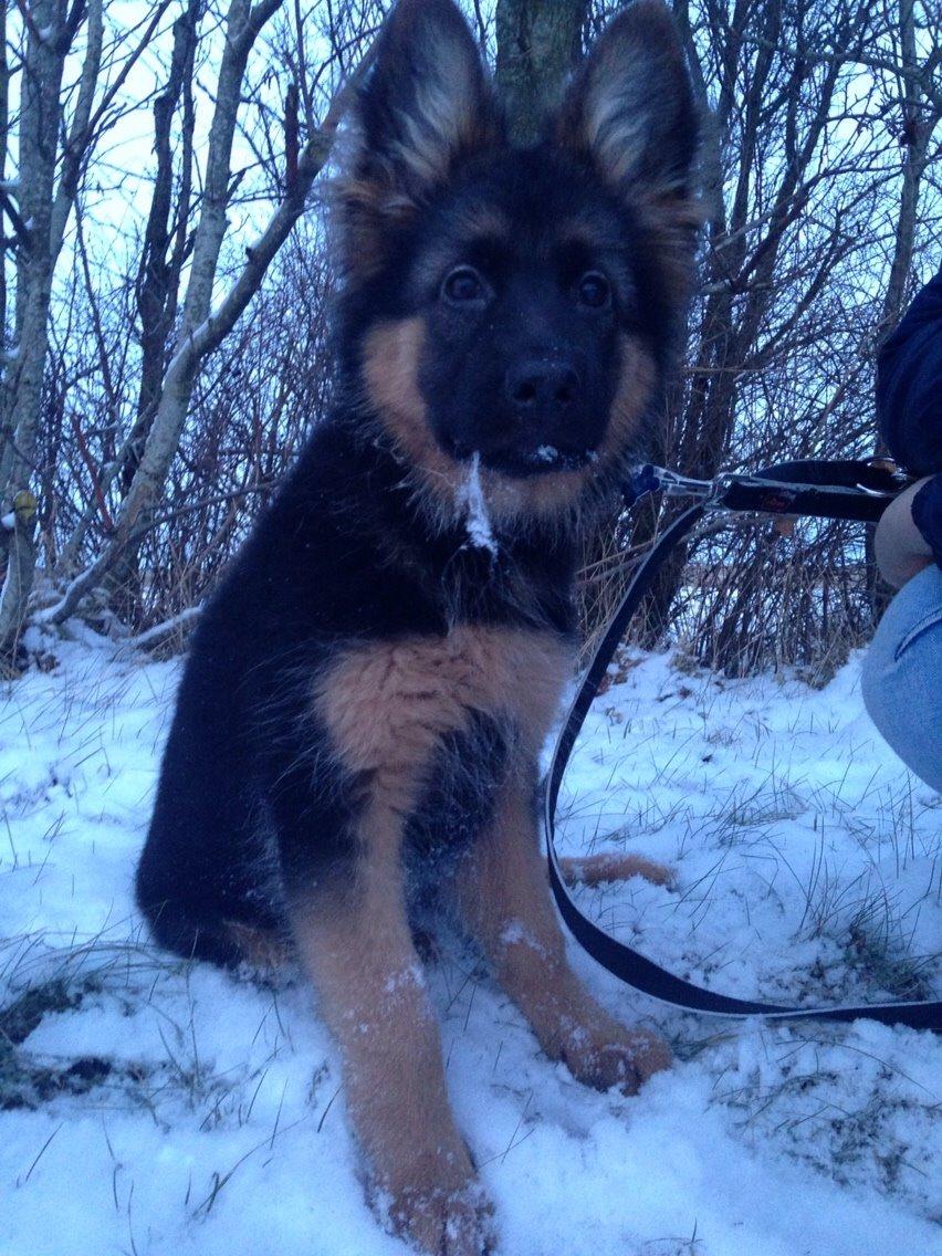 Schæferhund Nikita billede 29